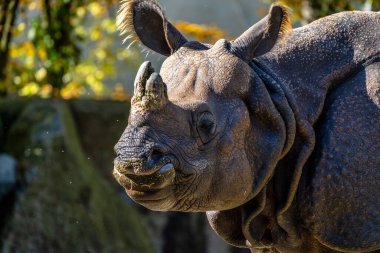 Hintli gergedan, gergedan unicornis de Büyük Tek Boynuzlu Gergedan ve Asyalı Tek Boynuzlu Gergedan olarak adlandırılır ve gergedan familyasına aittir..