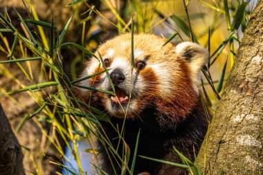 Kırmızı panda, Ailurus fulgens, daha küçük panda ve kırmızı kedi ayı olarak da bilinir..