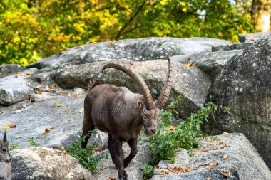 Erkek dağ keçisi - Capra dağ keçisi hayvanat bahçesinde
