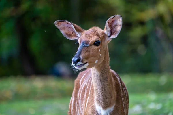 Nyala Tragelaphus Angasii Antilope Spirale Originaria Dell Africa Meridionale Una — Foto Stock