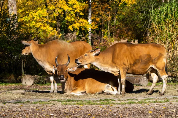 Banteng, Bos javanicus or Red Bull It is a type of wild cattle But there are key characteristics that are different from cattle and bison is: A white band bottom in both males and females.