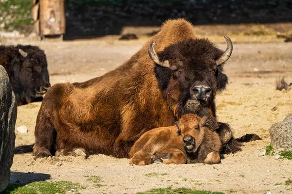 Bisonte Americano Simplemente Bisonte También Conocido Comúnmente Como Búfalo Americano — Foto de Stock