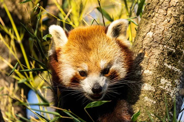 Der Rote Panda Ailurus Fulgens Auch Der Kleine Panda Und — Stockfoto