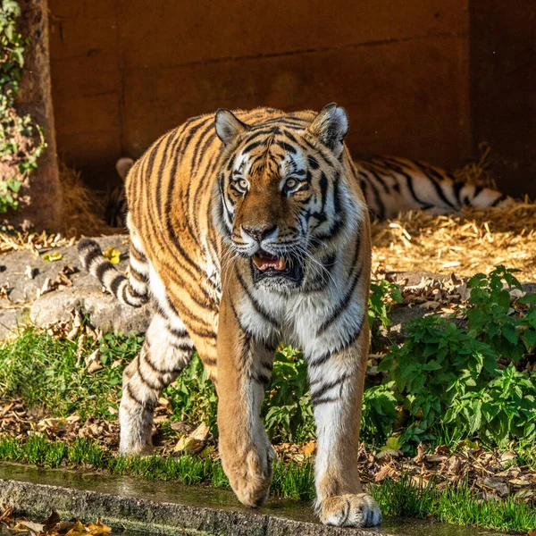 Tigre Siberiano Panthera Tigris Altaica Gato Más Grande Del Mundo — Foto de Stock
