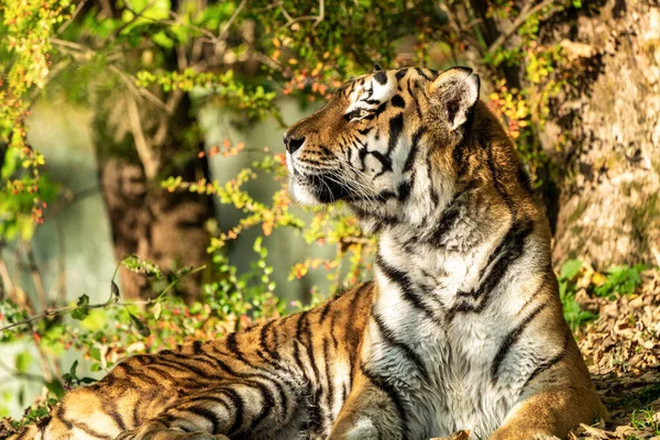 Siberische Tijger Panthera Tigris Altaica Grootste Kat Ter Wereld — Stockfoto