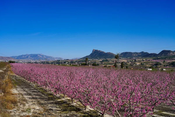 Peach blossom in Cieza, Mirador del Soto de la Zarzuela. Photography of a blossoming of peach trees in Cieza in the Murcia region. Peach, plum and nectarine trees. Spain