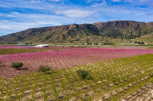 Flor Melocotón Jumilla Fotografía Florecimiento Melocotoneros Jumilla Región Murcia Melocotón — Foto de Stock