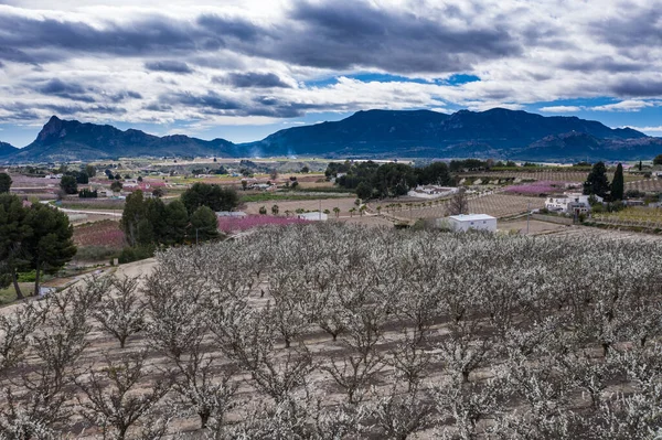 Peach blossom in Cieza, Mirador El Olmico. Photography of a blossoming of peach trees in Cieza in the Murcia region. Peach, plum and nectarine trees. Spain