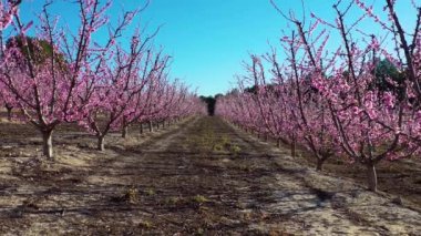 Cieza La Torre 'da şeftali çiçeği. Murcia bölgesindeki Cieza 'da çiçek açan şeftali ağaçlarının videosu. Şeftali, erik ve nektarin ağaçları. İspanya