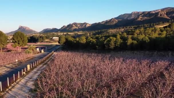 Flor Melocotón Cieza Torre Videografía Florecimiento Melocotoneros Cieza Región Murcia — Vídeo de stock