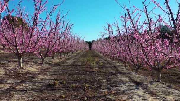 Pfirsichblüte Cieza Torre Videoaufnahme Einer Blüte Von Pfirsichbäumen Cieza Der — Stockvideo
