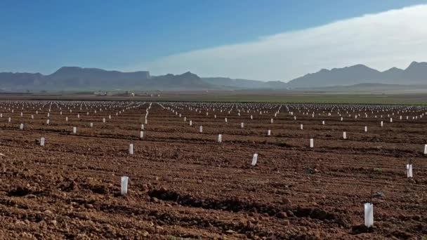 Melocotones Muy Jóvenes Jumilla Cerca Cieza Videografía Florecimiento Melocotoneros Jumilla — Vídeo de stock