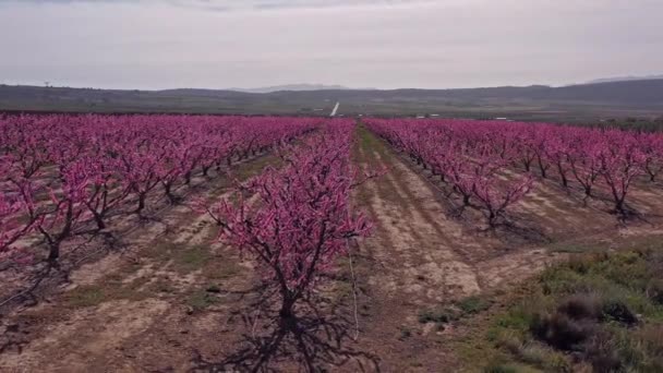 Jumilla Şeftali Çiçeği Murcia Bölgesindeki Jumilla Çiçek Açan Şeftali Ağaçlarının — Stok video
