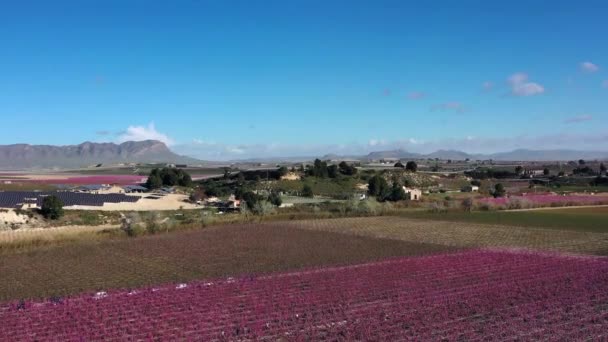 在Cieza Torre的桃花 穆尔西亚地区Cieza桃树开花的录像 李子和油桃树 西班牙 — 图库视频影像