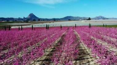 Cieza 'da şeftali çiçeği, Mirador El Horno. Murcia bölgesindeki Cieza 'da çiçek açan şeftali ağaçlarının videosu. Şeftali, erik ve nektarin ağaçları. İspanya