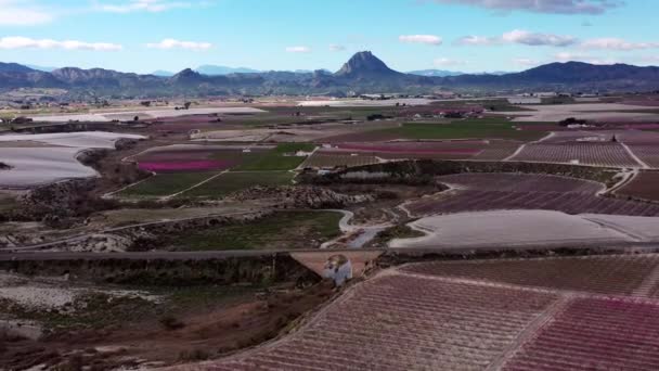 Flor Pêssego Ascoy Perto Cieza Videografia Florescimento Pessegueiros Cieza Região — Vídeo de Stock