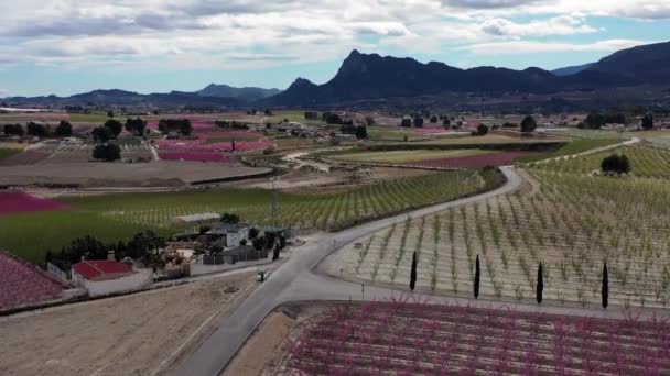 在Cieza Mirador Horno的桃花 穆尔西亚地区Cieza桃树开花的录像 李子和油桃树 西班牙 — 图库视频影像