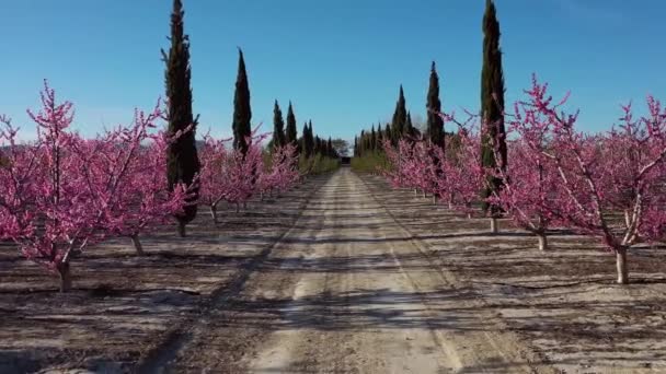 Cieza Şeftali Çiçeği Mirador Horno Ile Macetua Arasında Meyve Bahçeleri — Stok video