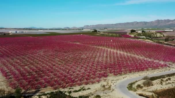 Pfirsichblüte Ascoy Bei Cieza Videoaufnahme Einer Blüte Von Pfirsichbäumen Cieza — Stockvideo