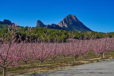 Cieza La Torre 'da şeftali çiçeği. Murcia bölgesindeki Cieza 'da çiçek açan şeftali ağaçlarının fotoğrafları. Şeftali, erik ve nektarin ağaçları. İspanya