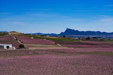 Cieza 'da şeftali çiçeği, Mirador de Macetua. Murcia bölgesindeki Cieza 'da çiçek açan şeftali ağaçlarının fotoğrafları. Şeftali, erik ve nektarin ağaçları. İspanya