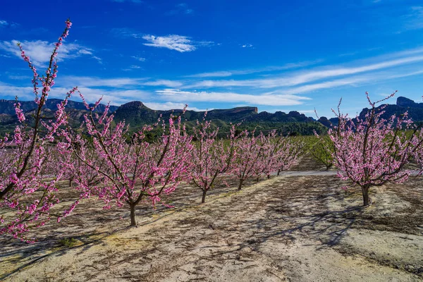 Peach blossom in Cieza, Mirador del Soto de la Zarzuela. Photography of a blossoming of peach trees in Cieza in the Murcia region. Peach, plum and nectarine trees. Spain