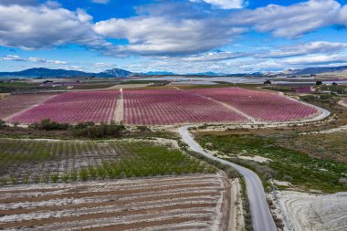 Cieza yakınlarındaki Ascoy 'da şeftali çiçeği. Murcia bölgesindeki Cieza 'da çiçek açan şeftali ağaçlarının fotoğrafları. Şeftali, erik ve nektarin ağaçları. İspanya