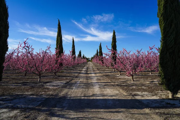 Peach blossom in Cieza, Orchards between Mirador El Horno and La Macetua. Photography of a blossoming of peach trees in Cieza in the Murcia region. Peach, plum and nectarine trees. Spain