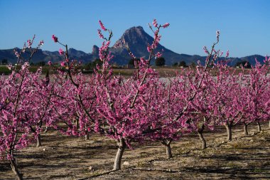 Cieza 'da şeftali çiçeği, İspanya' nın Murcia bölgesinde Mirador El Horno