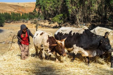Gondar, Etiyopya - 07 Şubat 2020: Gondar ile Simien Dağları, Kuzey Etiyopya, Afrika arasındaki çiftliklerde çalışan tarım nüfusu