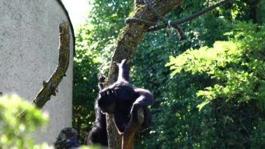 Siyah kafalı örümcek maymun, Ateles fusciceps bir örümcek maymun türüdür, yeni dünya maymun türü, orta ve Güney Amerika 'dan.