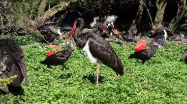 Kara leylek, Ciconia zencisi. Leylek familyasından büyük bir kuş..