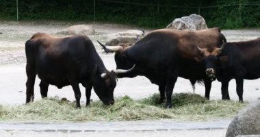 Auroch 'lar, hayvanat bahçesindeki Bos primigenius Taurus' lar. Evcil dağ sığırları.