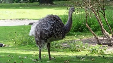 Darwin 'in Rhea' sı, Rhea pennata, daha az Rhea olarak da bilinir.