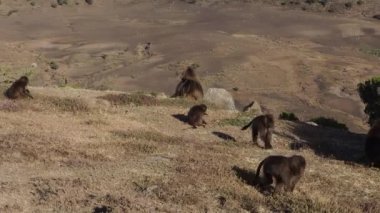 Simien Dağları Ulusal Parkı, Etiyopya, Afrika 'da Gelada maymunları (Theropithecus gelada)