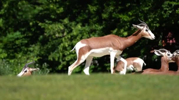 Gazella Dama Mhorr Mhorr Gazelle Una Especie Gacela Paseriforme Familia — Vídeos de Stock