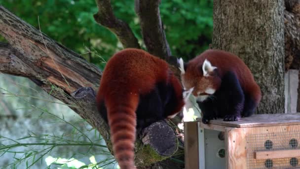 Der Rote Panda Ailurus Fulgens Auch Der Kleine Panda Und — Stockvideo