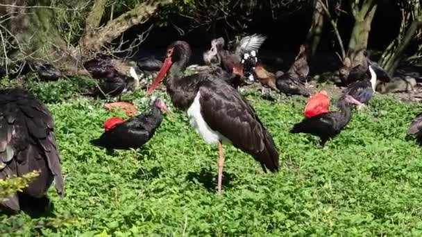 Μαύρος Πελαργός Ciconia Nigra Μεγάλο Πουλί Της Οικογένειας Των Πελαργών — Αρχείο Βίντεο