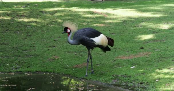 Hermosa Grúa Coronada Negra Balearica Pavonina — Vídeos de Stock