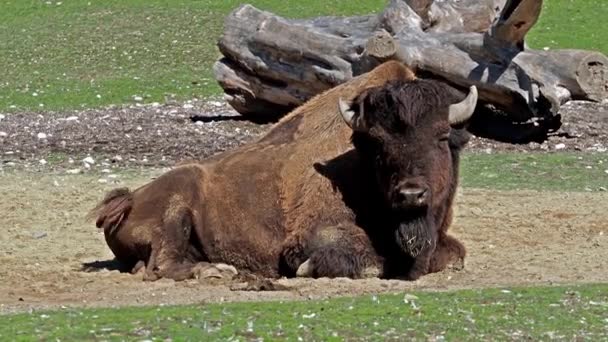 Bisonte Americano Simplemente Bisonte También Conocido Comúnmente Como Búfalo Americano — Vídeo de stock
