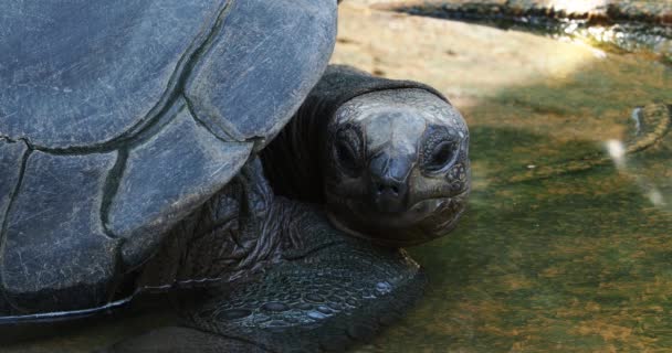 Гигантская Черепаха Альдабра Aldabrachelys Gigantea Острове Куриёз Место Успешной Программы — стоковое видео