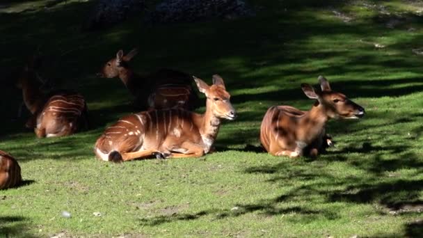 Indische Indische Antilope Antelope Cervicapra Indische Antilope — Stockvideo