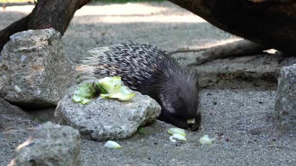 Indian Crested Porcupine Hystrix Indica Indian Porcupine Large Species Hystricomorph — Stock Video