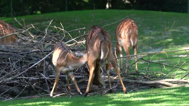Le nyala, Tragelaphus angasii est une antilope à cornes spirales originaire d'Afrique australe. C'est une espèce de la famille des Bovidae et du genre Nyala, également considérée comme appartenant au genre Tragelaphus.. 