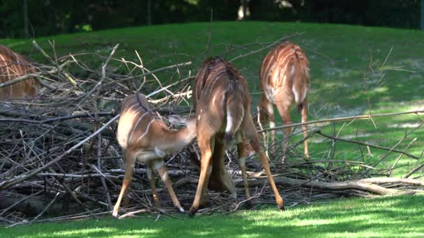 Nyala Tragelaphus Angasii Jest Rogatą Antylopy Rogatej Pochodzącej Południowej Afryki — Wideo stockowe