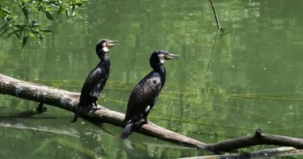 北半球最大の黒鵜 オーストラリアの黒鵜 インドの大鵜として知られる偉大な鵜 Phalacrocorax Carbo — ストック動画