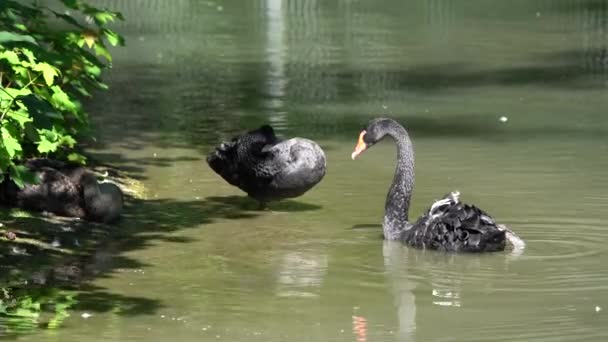 Zwarte Zwaan Cygnus Atratus Een Grote Zwaan Die Vooral Het — Stockvideo