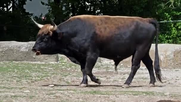 Aurochs Bos Primigenius Taurus Zoológico Ganado Doméstico Las Tierras Altas — Vídeo de stock