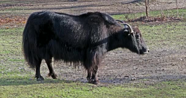 国内のヤクBos Grunniensは インド亜大陸のヒマラヤ地域 チベット高原 そしてモンゴルやロシアまで北の長い髪の家畜化されたビビッドです — ストック動画