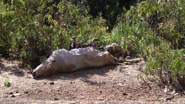 Gänsegeier Gyps Fulvus Frisst Eine Tote Kuh Äthiopien Bei Gondar — Stockvideo